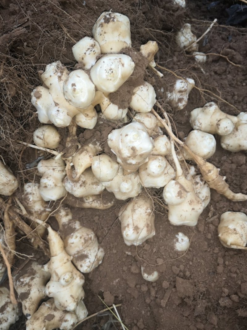菊芋洋姜鬼子姜独头大块白皮洋姜量大从优
