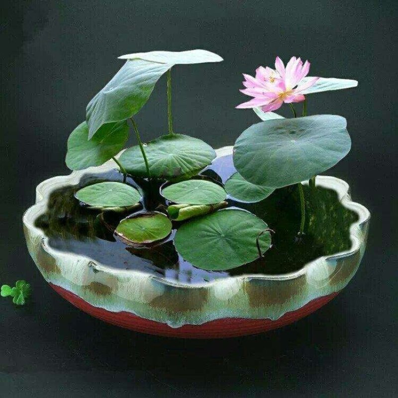 碗莲种子已开口中小型荷花四季水培植物小睡莲遇水开花