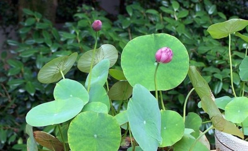 碗莲种子已开口中小型荷花四季水培植物小睡莲遇水开花