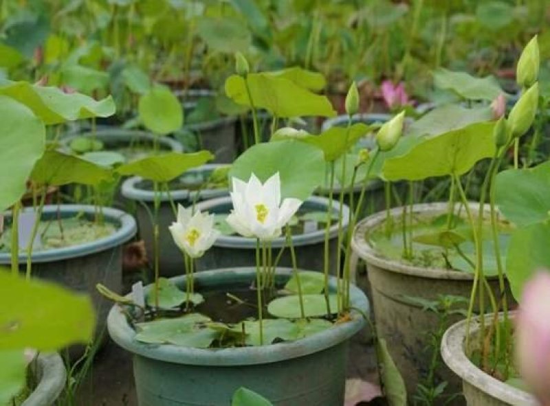 碗莲种子已开口中小型荷花四季水培植物小睡莲遇水开花