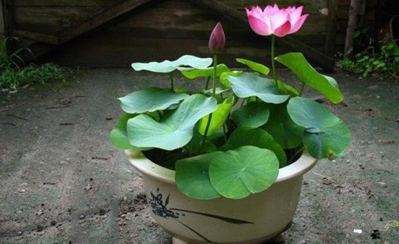 碗莲种子已开口中小型荷花四季水培植物小睡莲遇水开花
