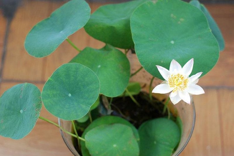 碗莲种子已开口中小型荷花四季水培植物小睡莲遇水开花