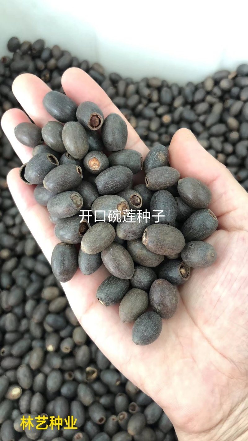 碗莲种子已开口中小型荷花四季水培植物小睡莲遇水开花