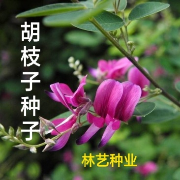 胡枝子籽种护坡灌木种子绿肥青饲料及药用价值高
