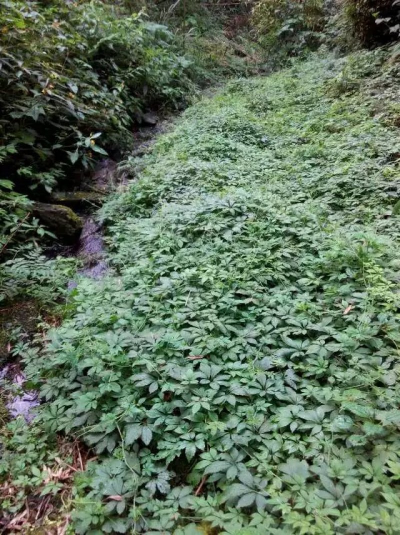 野生绞股蓝、大瑶山野生绞股蓝产地七叶绞股蓝口感甘甜
