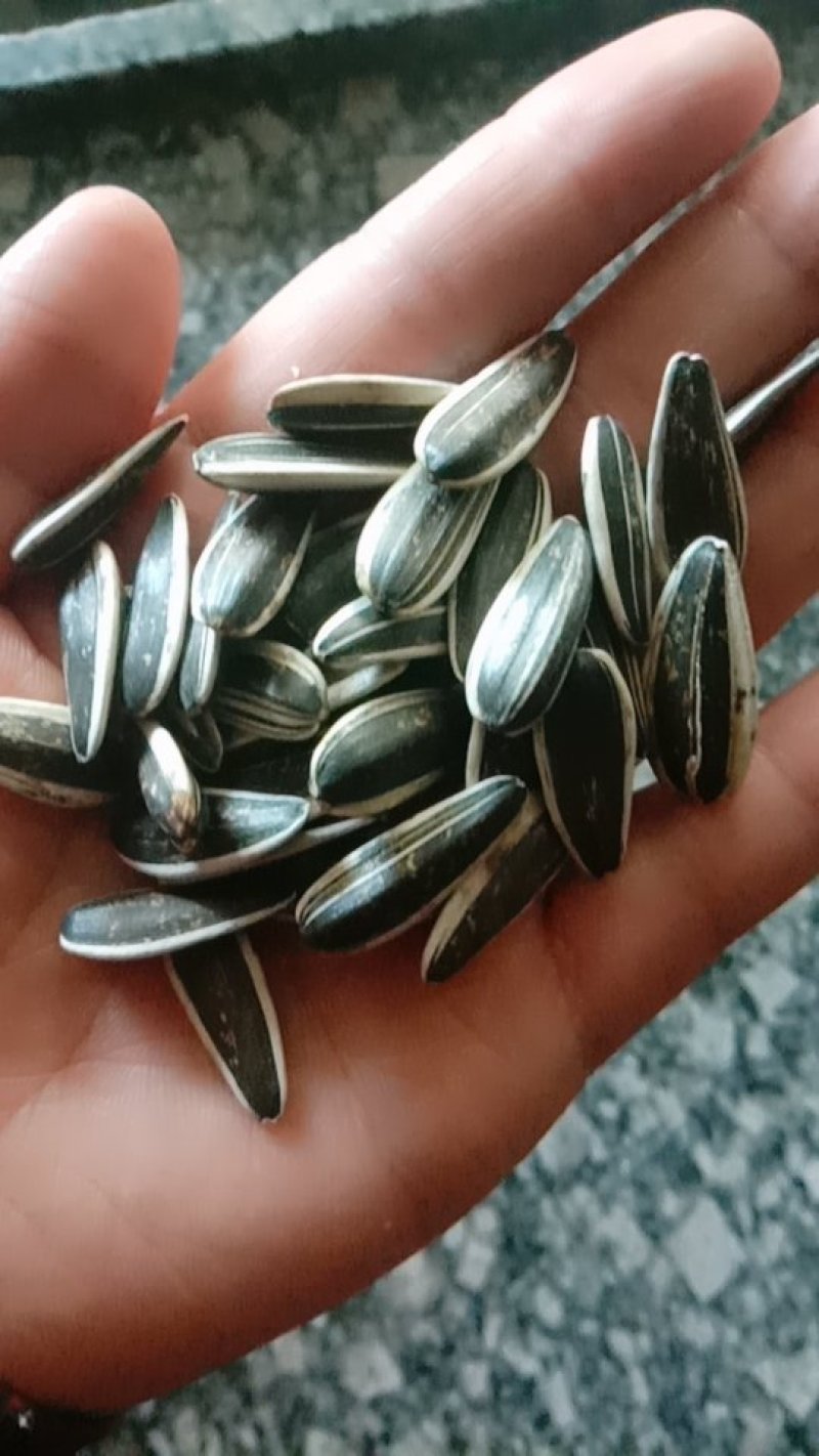 瓜子新货葵花籽颗粒饱满口味好香