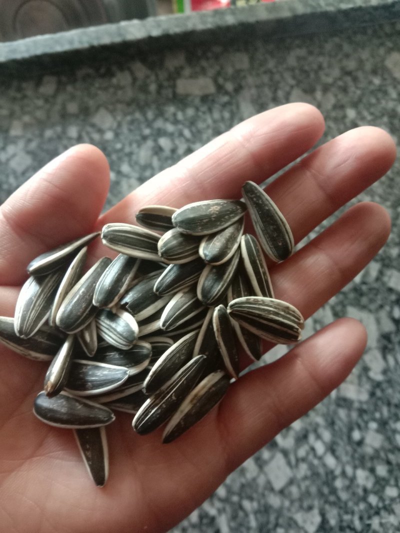 瓜子新货葵花籽颗粒饱满口味好香