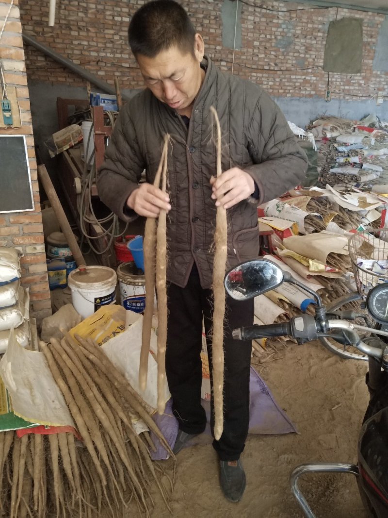 小白嘴白山药