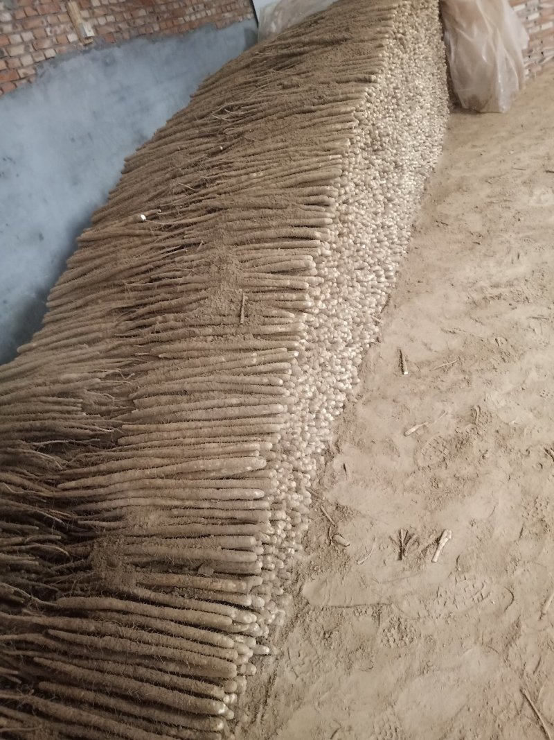 小白嘴白山药