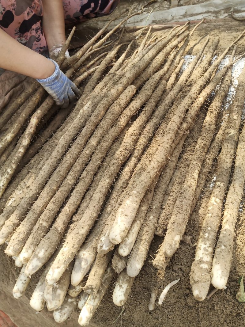 小白嘴白山药