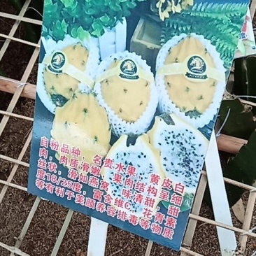 火龙果苗/广西火龙果苗/根系发达/易成活/质量三包