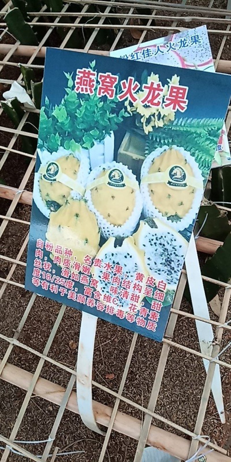 火龙果苗/广西火龙果苗/根系发达/易成活/质量三包
