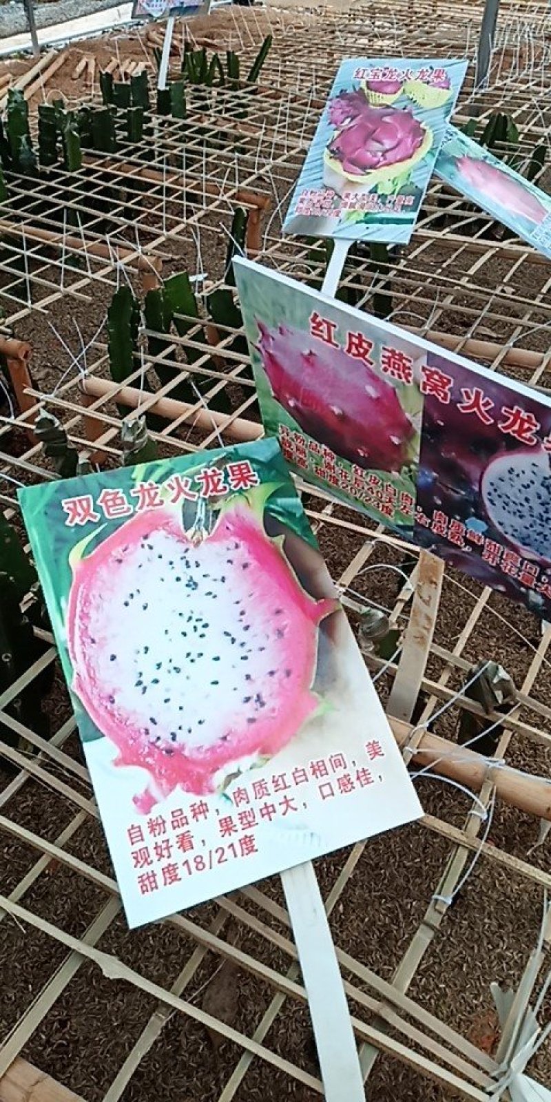 火龙果苗/广西火龙果苗/根系发达/易成活/质量三包