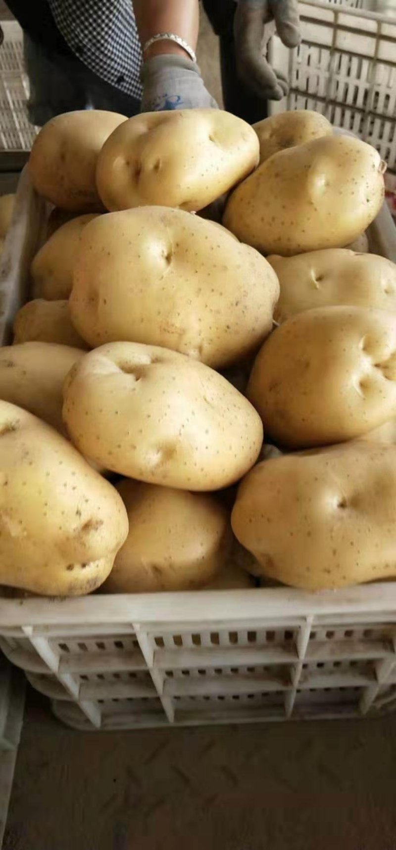 精品土豆大量上市中，常年供应各大超市、加工厂、各大市场…