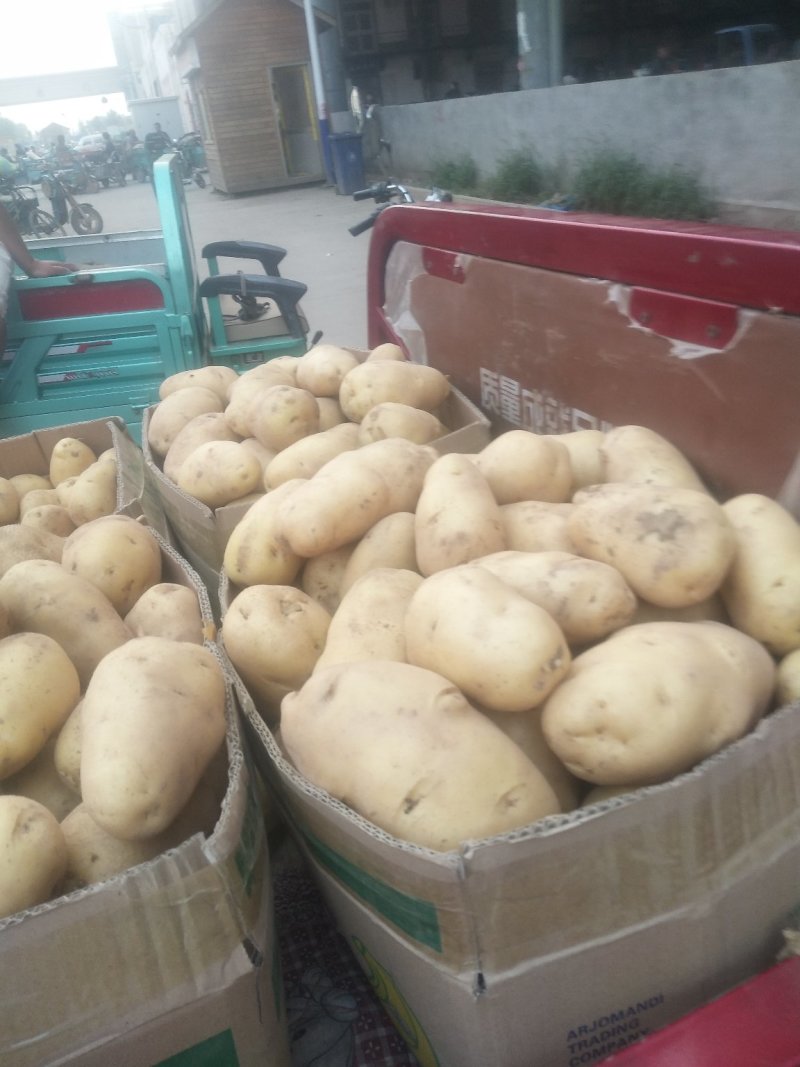 精品土豆大量上市中，常年供应各大超市、加工厂、各大市场…