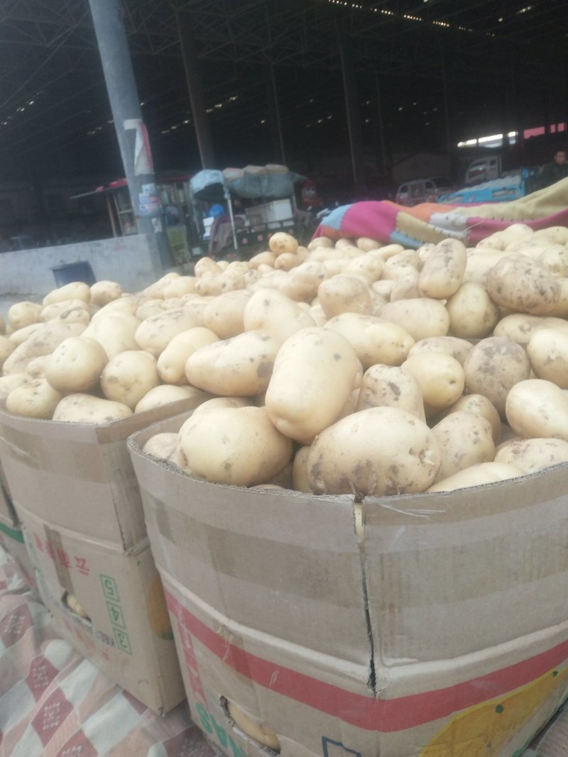 精品土豆大量上市中，常年供应各大超市、加工厂、各大市场…