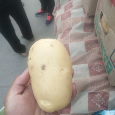 精品土豆大量上市中，常年供应各大超市、加工厂、各大市场…