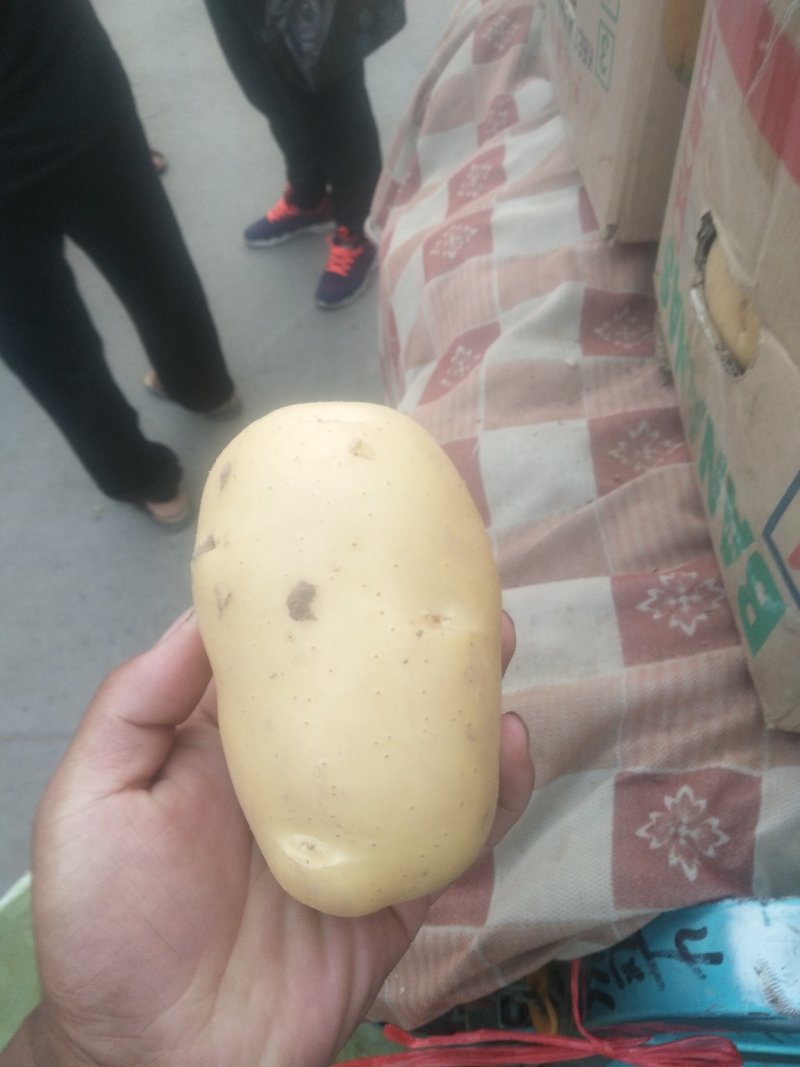 精品土豆大量上市中，常年供应各大超市、加工厂、各大市场…