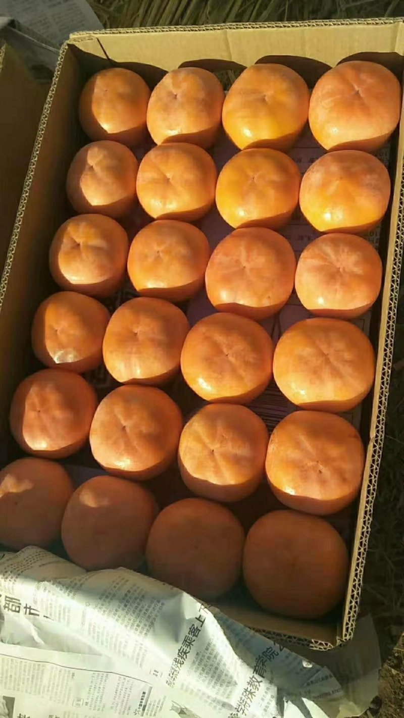 磨盘柿子