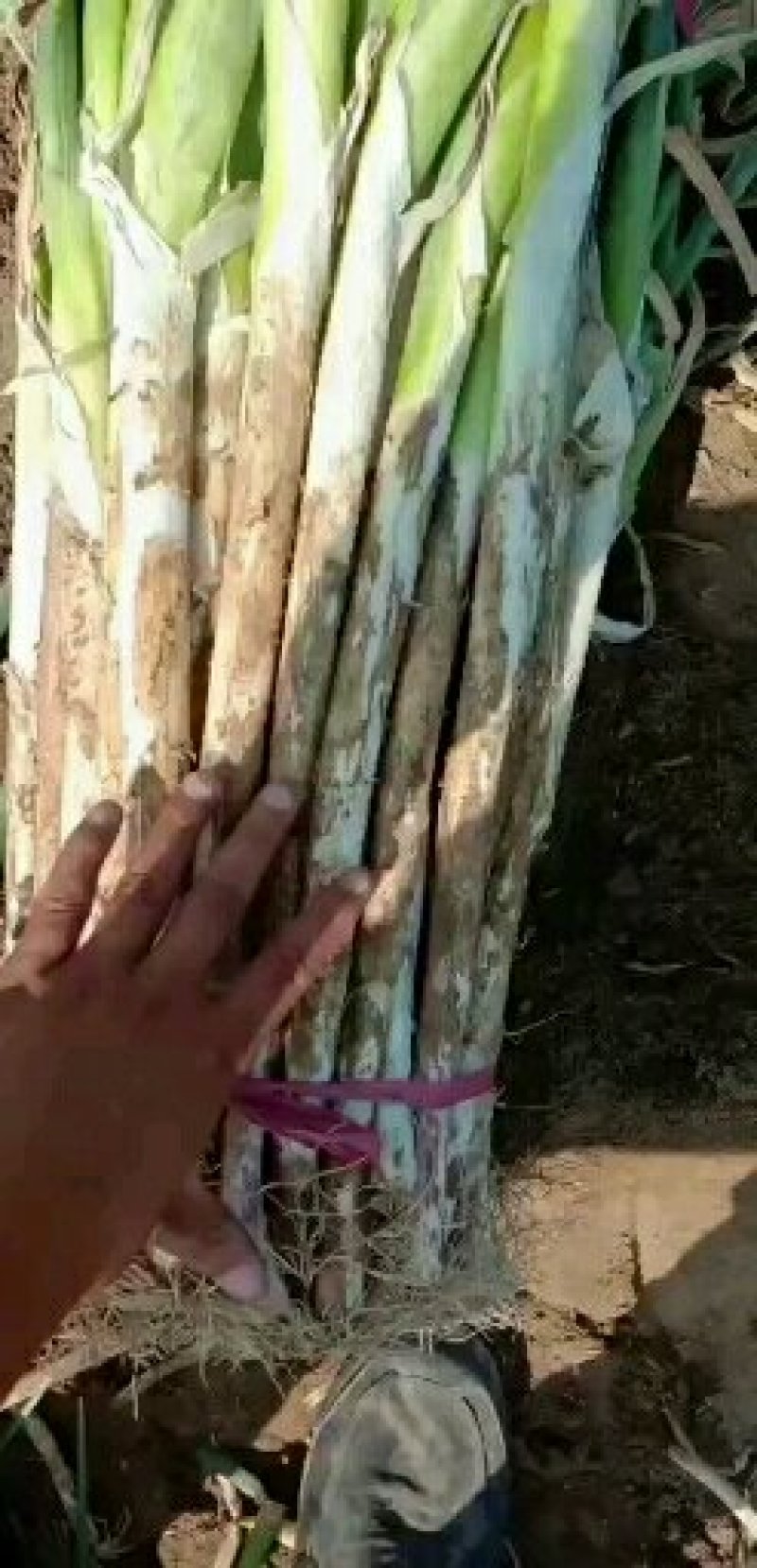长白大葱联系人小闫