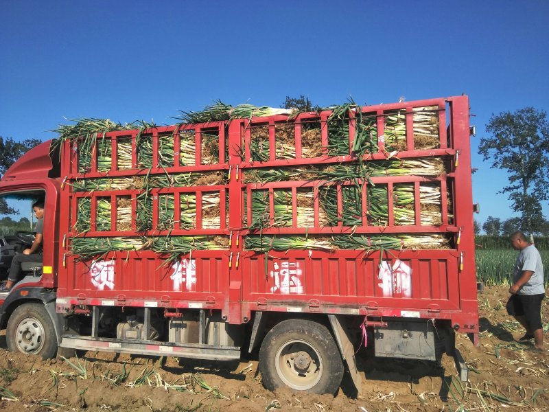 长白大葱联系人小闫