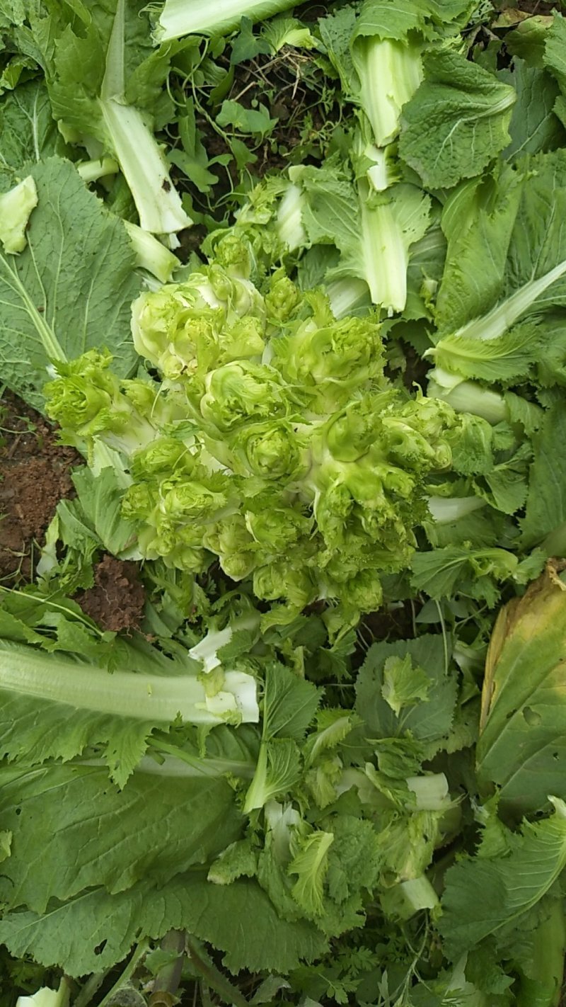 特价儿菜搬净儿子