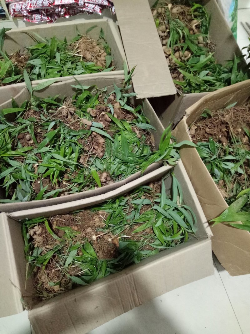 贵州本地高含量大鸡头高杆不倒苗黄精苗，抗病强，产量高