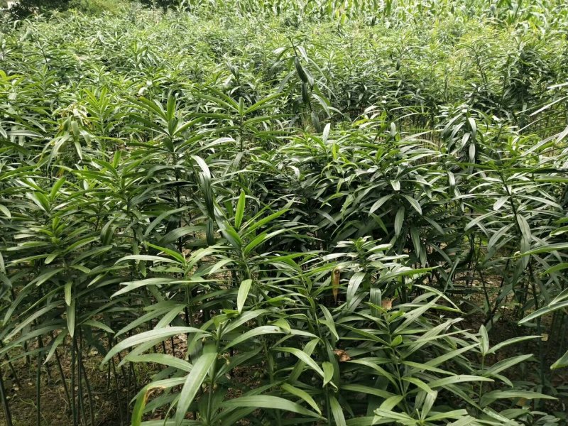 贵州本地高含量大鸡头高杆不倒苗黄精苗，抗病强，产量高