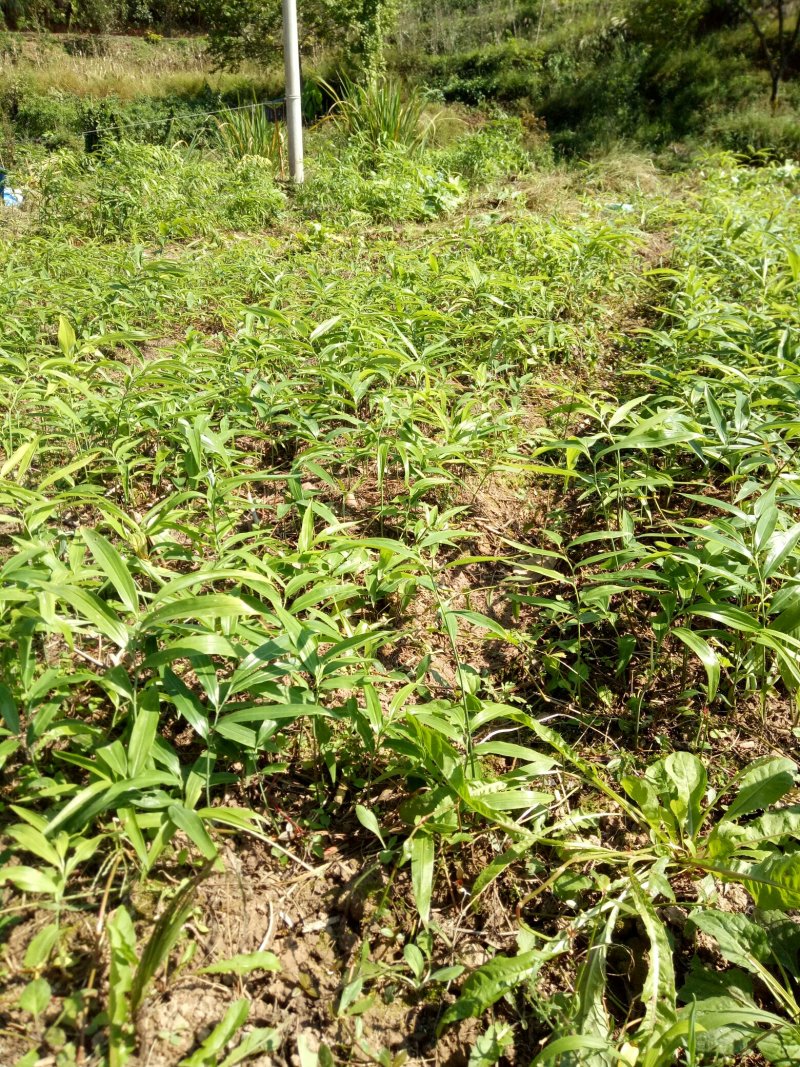 贵州本地高含量大鸡头高杆不倒苗黄精苗，抗病强，产量高