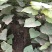 楸树当年苗3/4/5公分