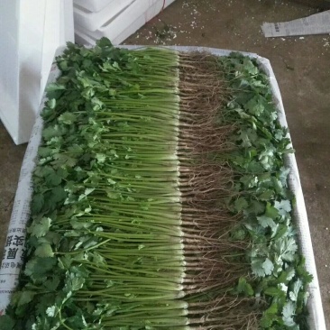 山东精品香菜优质味浓好吃常年有货代发市场电商快来选购