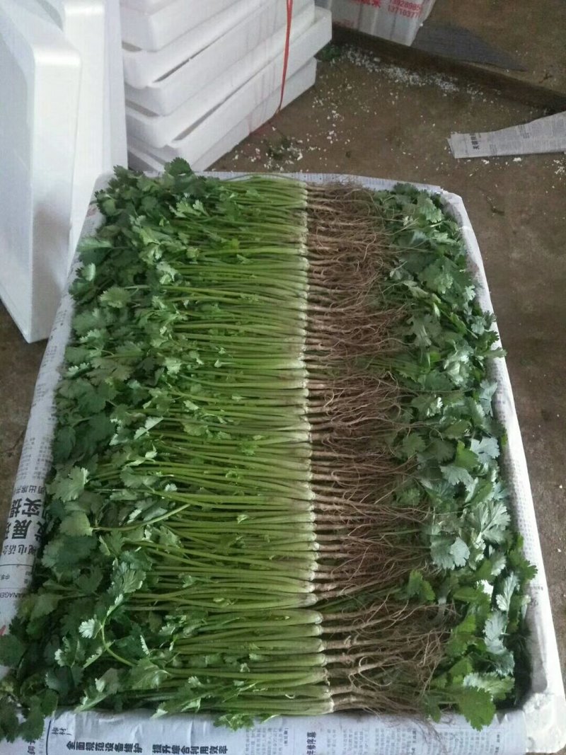 山东精品香菜优质味浓好吃常年有货代发市场电商快来选购