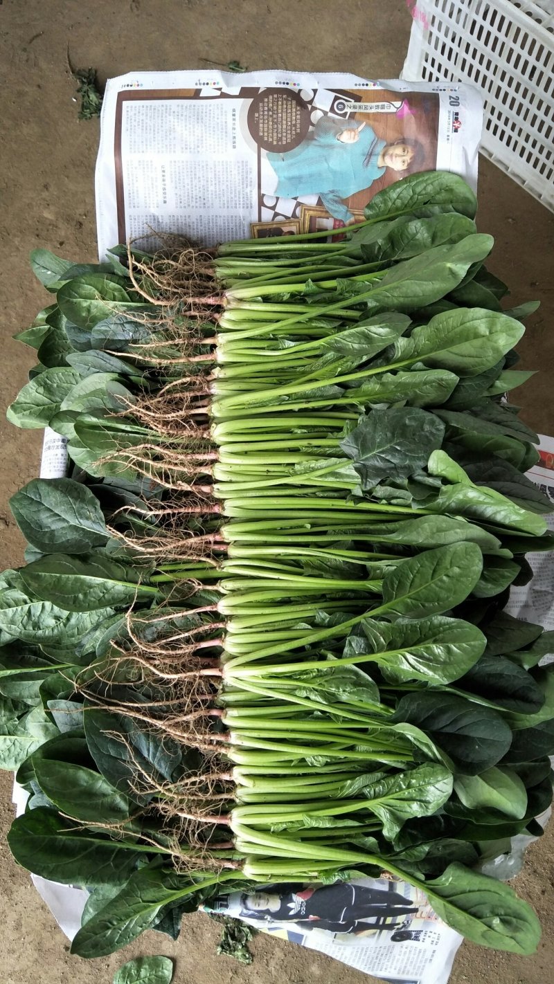 山东精品香菜优质味浓好吃常年有货代发市场电商快来选购