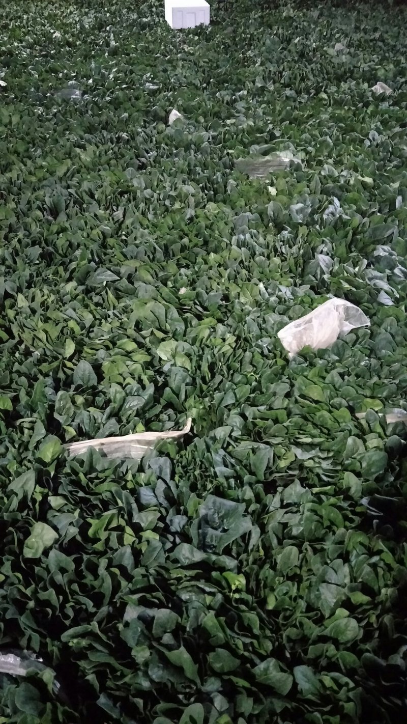 山东精品香菜优质味浓好吃常年有货代发市场电商快来选购