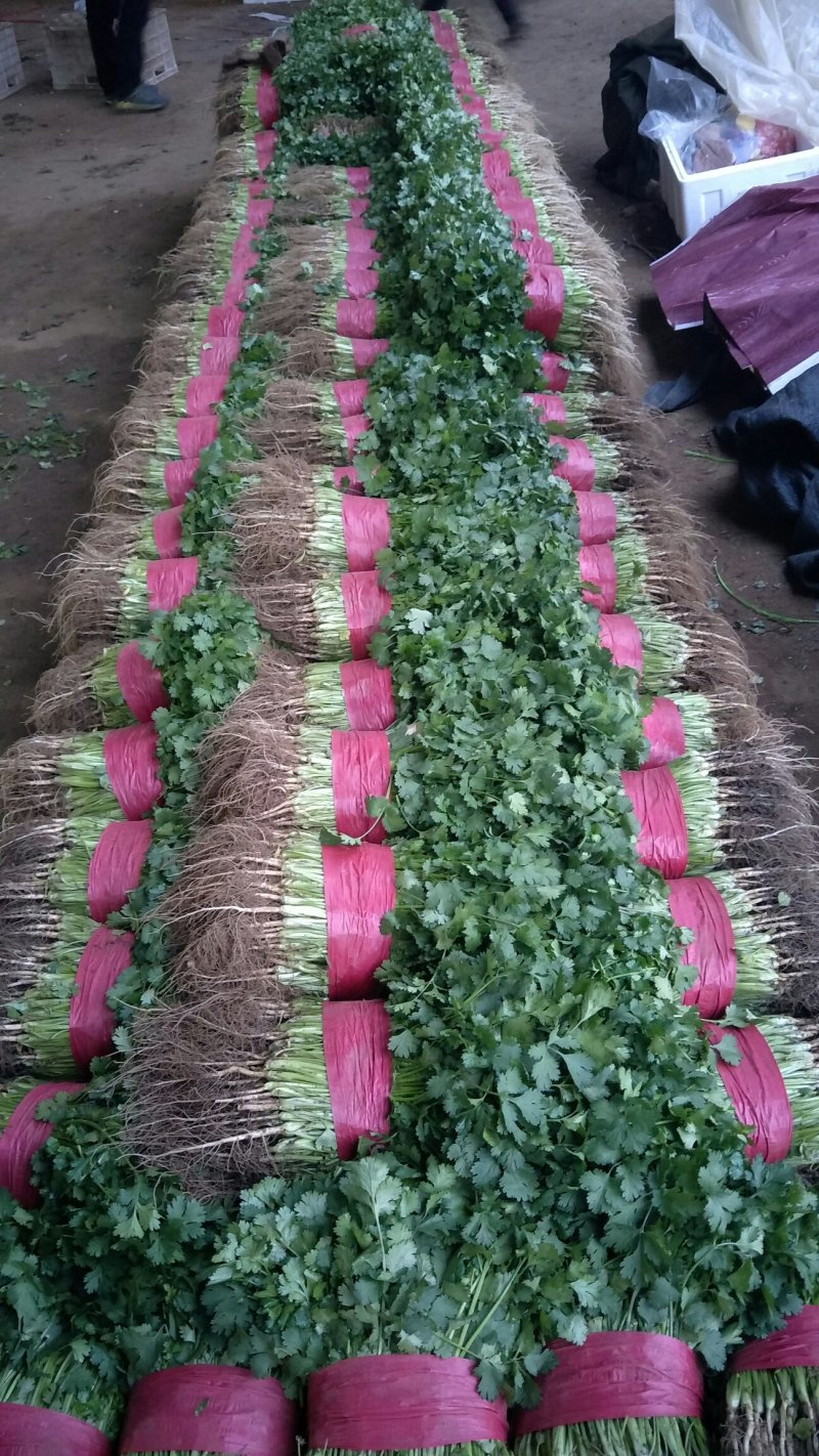 山东精品香菜优质味浓好吃常年有货代发市场电商快来选购