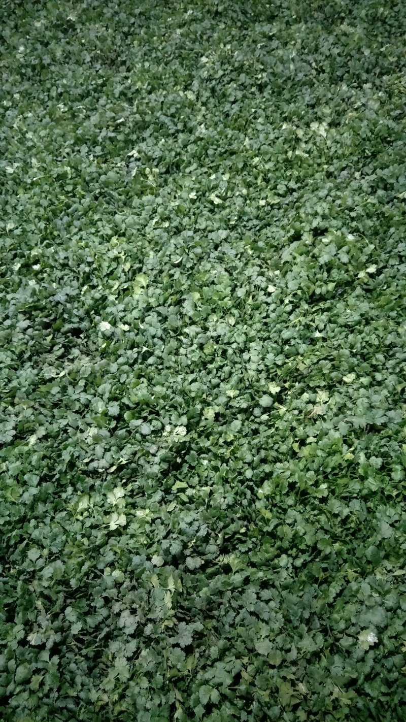 山东精品香菜优质味浓好吃常年有货代发市场电商快来选购