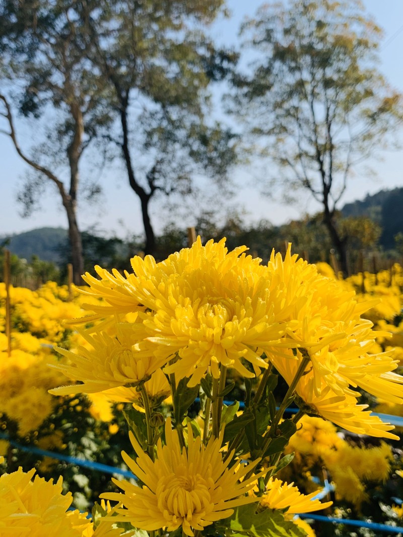 金丝皇菊