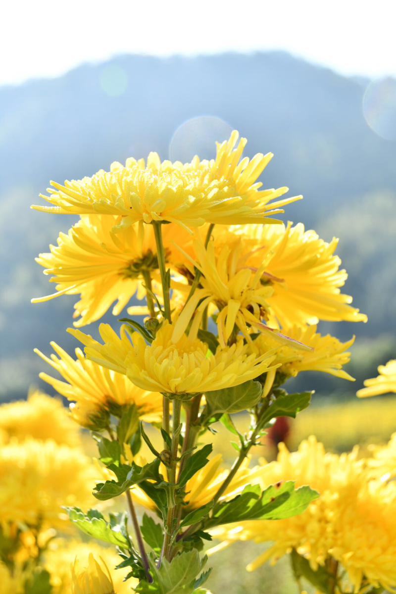 金丝皇菊