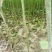 梓树苗