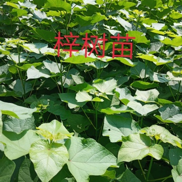 梓树苗