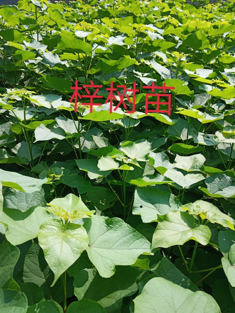 梓树苗