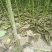 梓树苗