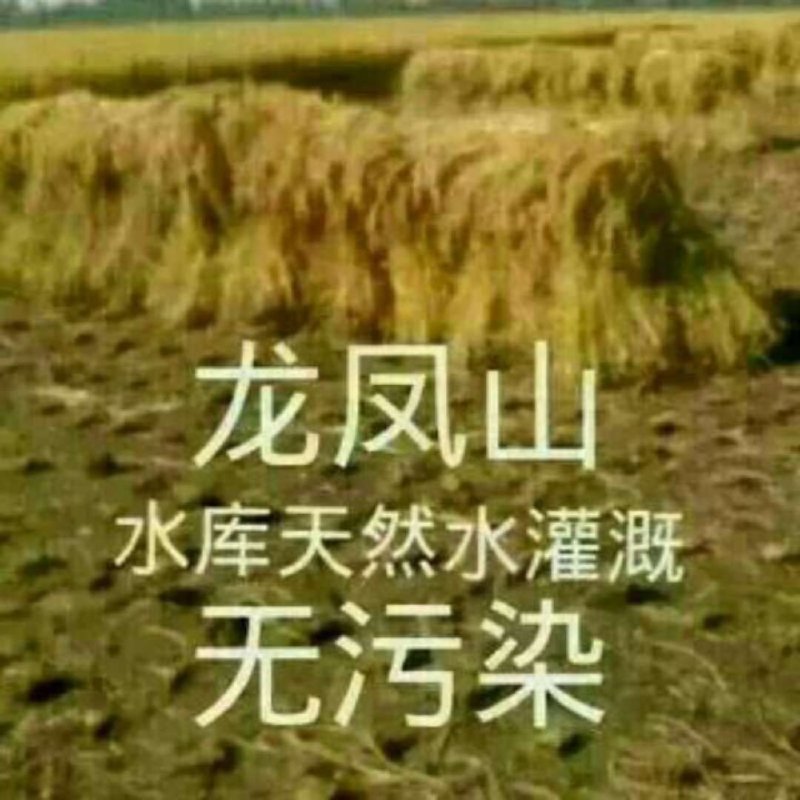 五常稻花香2号大米包邮，自产自销诚信为本，龙凤山乐园直发