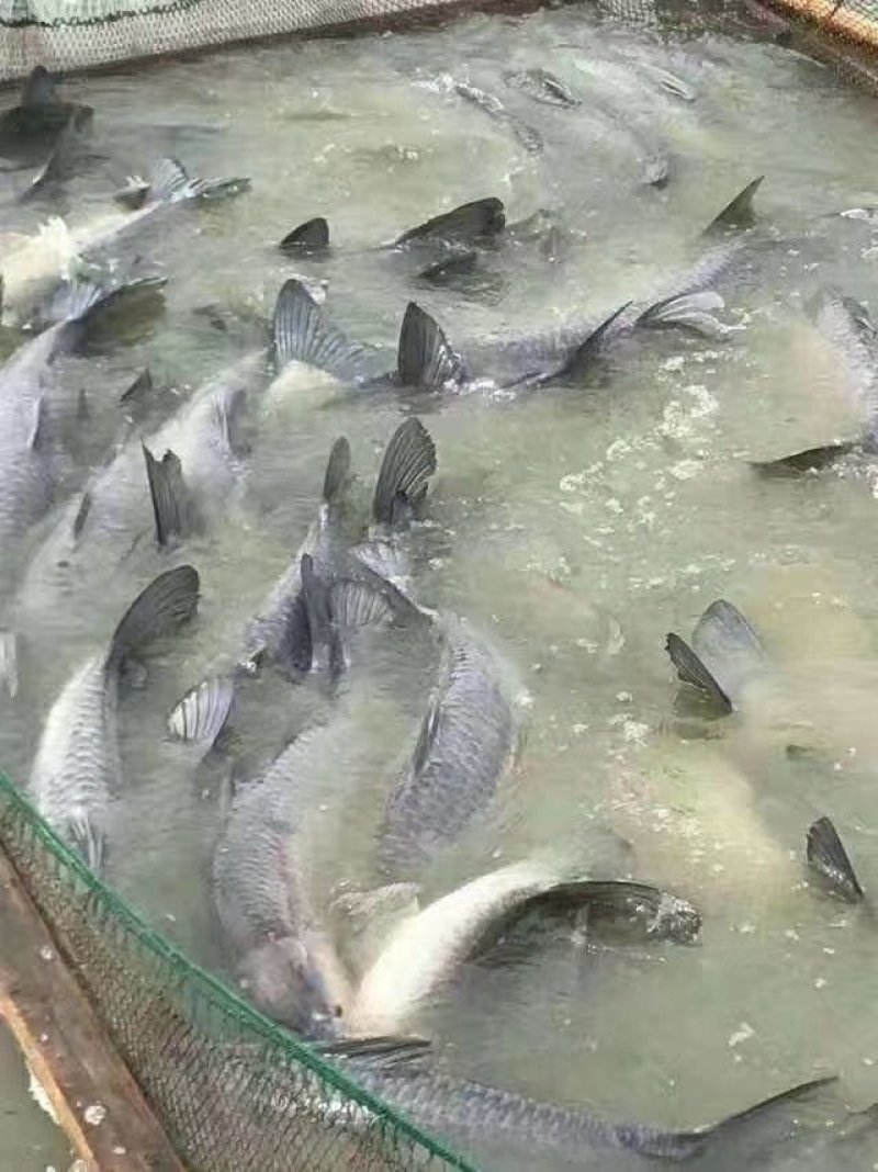青鱼