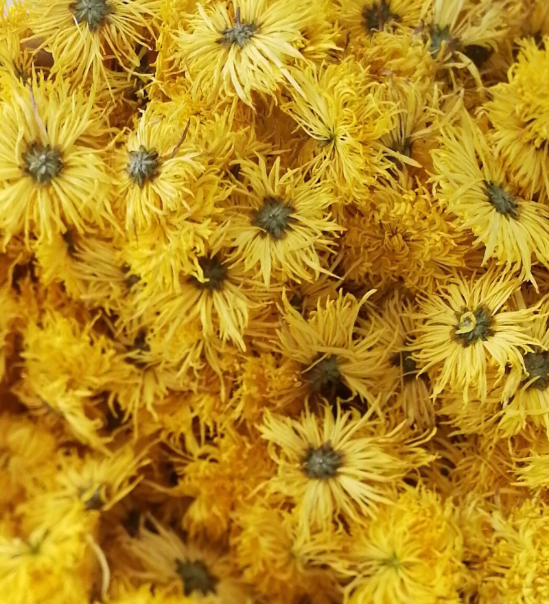 金丝皇菊