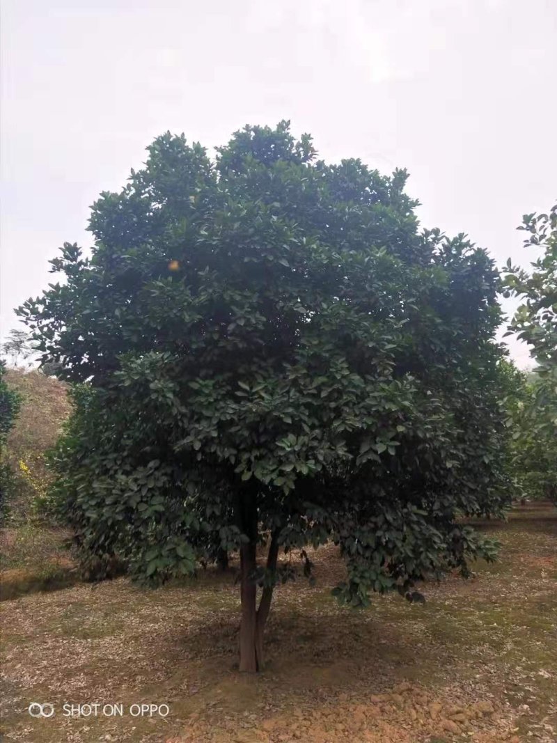香泡，香椽