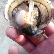 莱州湾扇贝。量大质量保证