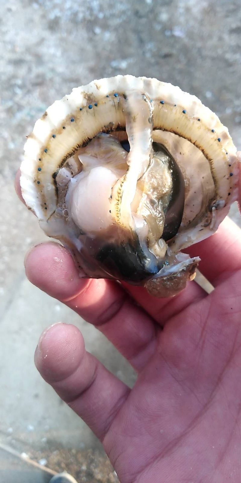 莱州湾扇贝。量大质量保证