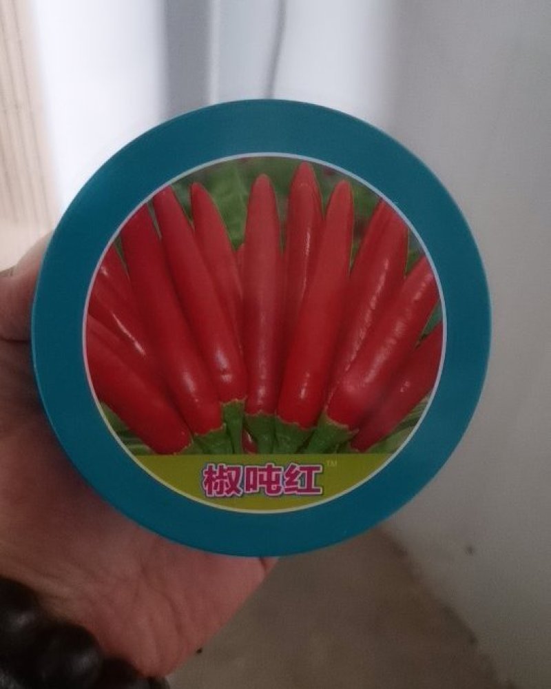 高产抗病朝天椒种子天鹰椒种子，亩产超千斤