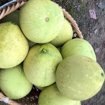 白柚子个头大果皮干净味道甜我们是诚信经营.可以来来地里看小